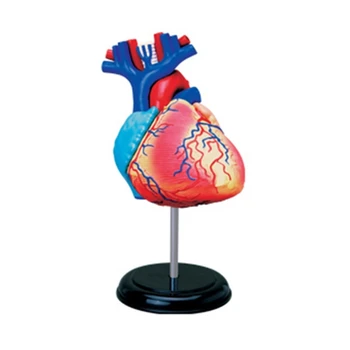 co231 Съемная Научная Анатомическая Модель Сердца для Учебного Дисплея Обучающая Медицинская Модель Анатомическая Модель Сердца