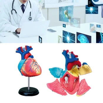 co231 Съемная Научная Анатомическая Модель Сердца для Учебного Дисплея Обучающая Медицинская Модель Анатомическая Модель Сердца Изображение 2