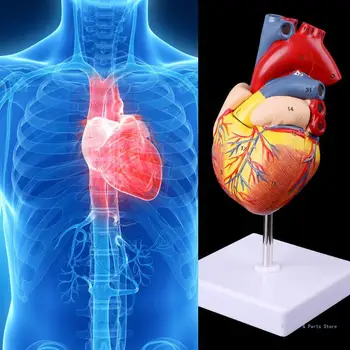 M17F Разобранная анатомическая модель человеческого сердца, Анатомический Медицинский учебный инструмент