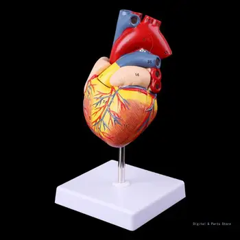 M17F Разобранная анатомическая модель человеческого сердца, Анатомический Медицинский учебный инструмент Изображение 2