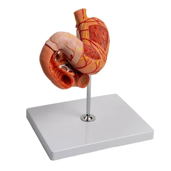 Анатомическая модель желудка человека, анатомическая модель желудка в натуральную величину, учебные пособия по органам, анатомическая модель желудка человека
