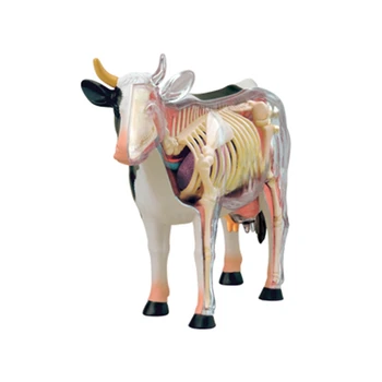 Анатомическая модель органов животных, 4D игрушка для сборки интеллекта коровы, Обучающая анатомическая модель, Научно-популярная техника 