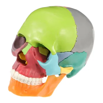 Имитация медицинской статуэтки черепа в форме орнамента из ПВХ Модель декора Изображение 2