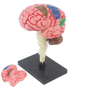 Модель анатомии мозга Анатомическая модель с базовым дисплеем с цветовой маркировкой для определения функций мозга обучающая анатомическая модель для DIY