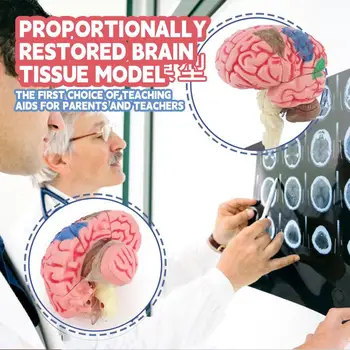 Модель анатомии мозга Анатомическая модель с базовым дисплеем с цветовой маркировкой для определения функций мозга обучающая анатомическая модель для DIY Изображение 2