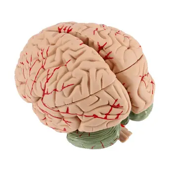 Модель человеческого мозга, анатомически точный мозг в натуральную величину, анатомия человеческого мозга для изучения в классе, обучающая медицинская модель