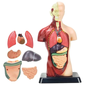Модель Человеческого Тела Для Детей Многоцветная Пластиковая Анатомическая Модель Человеческого Торса Игрушки 8 Шт Съемная Анатомическая Кукла С Сердцем и Органами