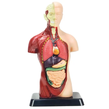 Модель Человеческого Тела Для Детей Многоцветная Пластиковая Анатомическая Модель Человеческого Торса Игрушки 8 Шт Съемная Анатомическая Кукла С Сердцем и Органами Изображение 2