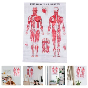 Схема мышечной системы человека, Плакат Анатомической системы, Плакат тела
